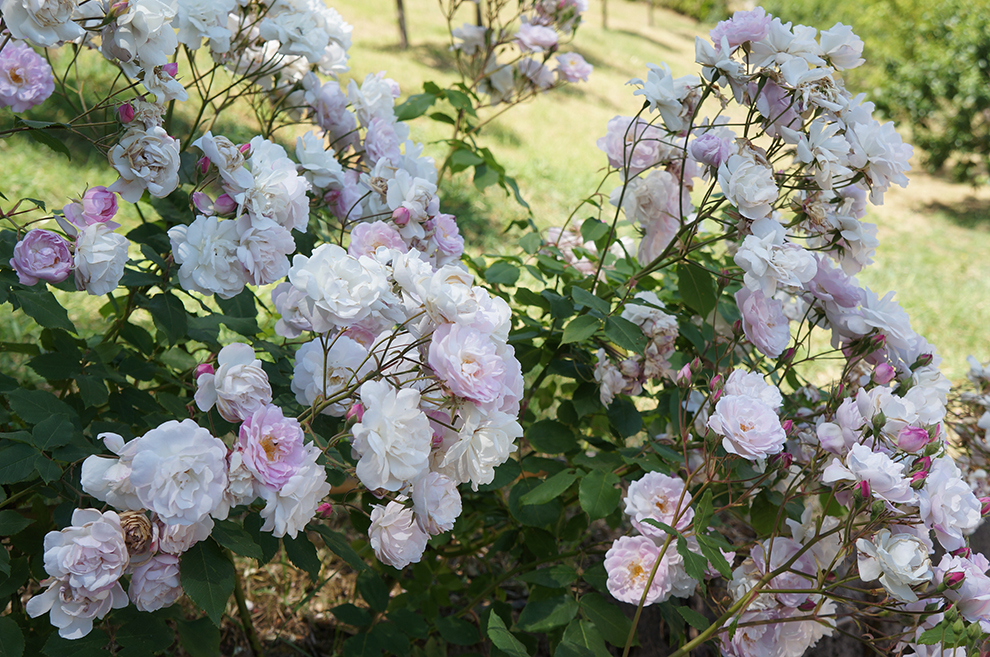 フィレンツェの庭園