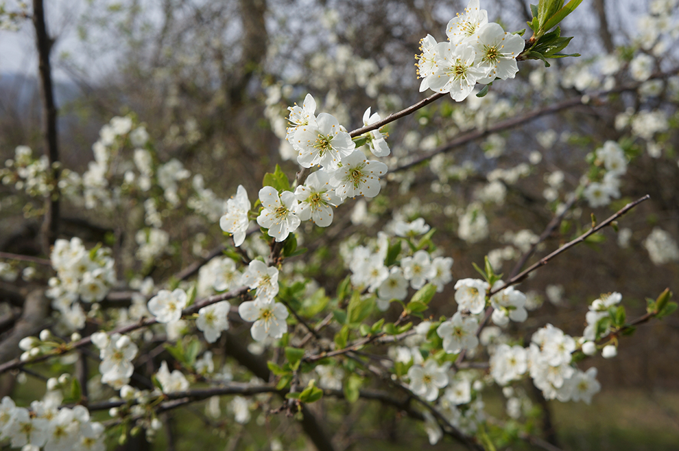 フィレンツェの春